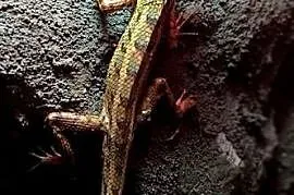 Calotes versicolor
