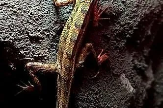 Calotes versicolor, Małopolskie, Kraków