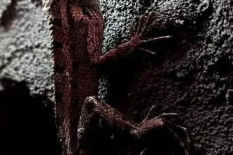 Calotes versicolor, Małopolskie, Kraków