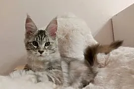 Srebrna Tygryska Maine coon