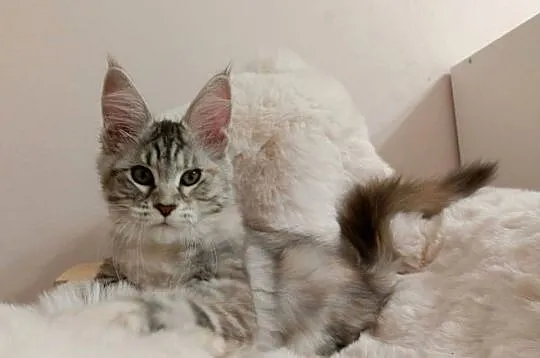 Srebrna Tygryska Maine coon