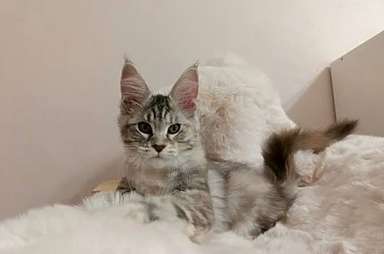 Srebrna Tygryska Maine coon, Dolnośląskie, Wrocław