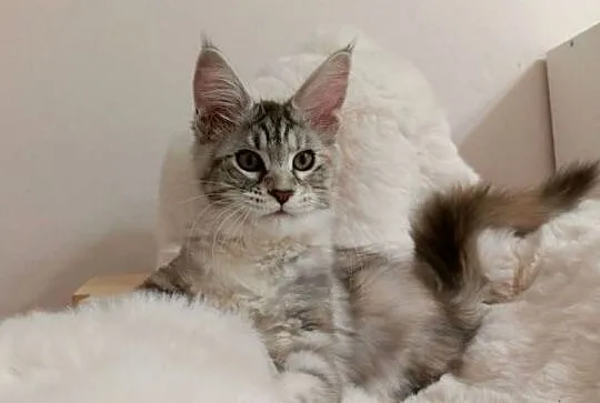 Srebrna Tygryska Maine coon, Dolnośląskie, Wrocław