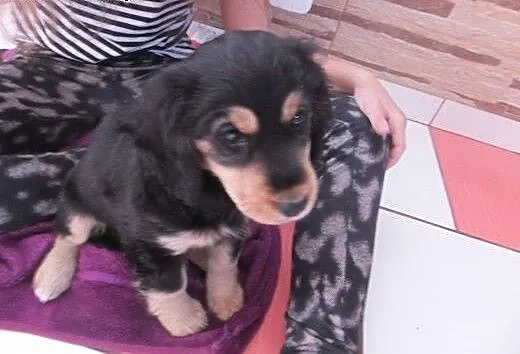 Cocker spaniel, śląskie Wodzisław Śląski