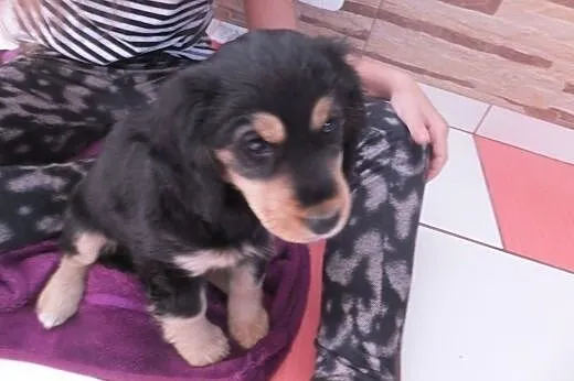 Cocker spaniel, śląskie Wodzisław Śląski