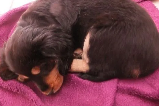 Cocker spaniel,  śląskie Wodzisław Śląski