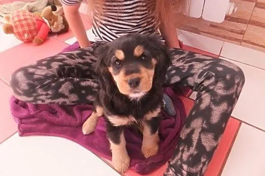 Cocker spaniel,  śląskie Wodzisław Śląski