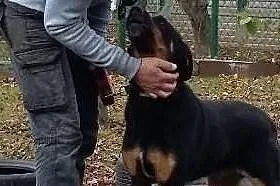 Fabianek szuka domu w którym będzie kochany, Mazowieckie, Warszawa