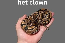 Pyton Królewski Classic het Clown