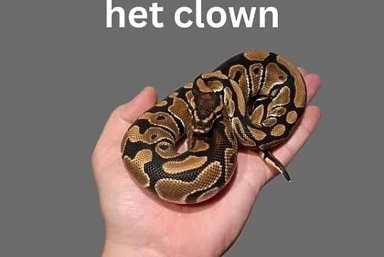 Pyton Królewski Classic het Clown