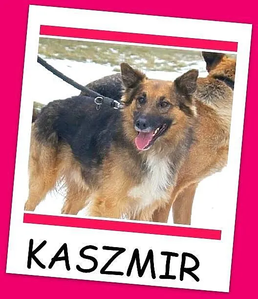 KASZMIR pies w typie owczarka,łagodny, delikatny,