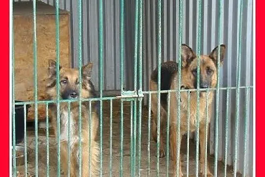 KASZMIR pies w typie owczarka,łagodny, delikatny, 