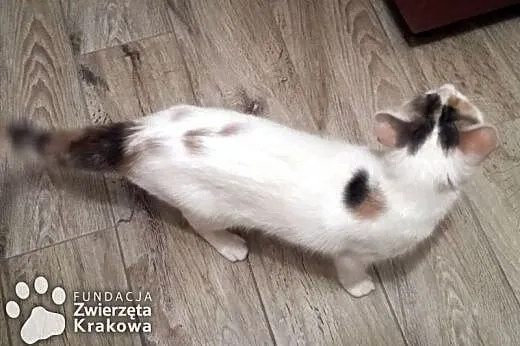Bianka w prześlicznym futerku,  małopolskie Kraków