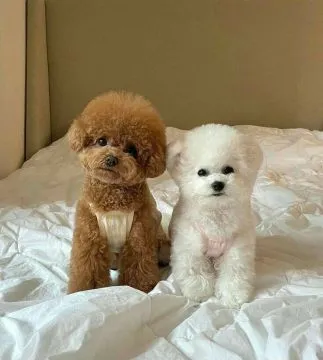 Piękne szczenięta rasy Cavapoo gotowe na nowe domy.