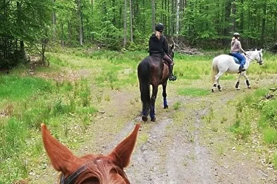 Teren konny dla osób dobrze jeżdżących- Trójmiasto blisko Gdynia, Rumia, Wejherowo, Bieszkowice, , 