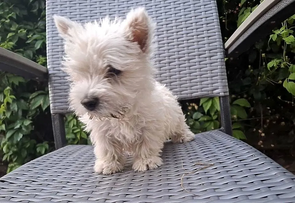 West highland white terrier piesek suczka, Warmińsko-mazurskie, Ełk