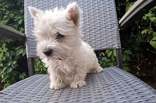 West highland white terrier  piesek  suczka, Warmińsko-mazurskie, Ełk