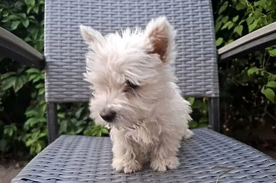 West highland white terrier  piesek  suczka, Warmińsko-mazurskie, Ełk