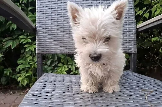 West highland white terrier  piesek  suczka, Warmińsko-mazurskie, Ełk