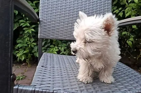 West highland white terrier  piesek  suczka, Warmińsko-mazurskie, Ełk