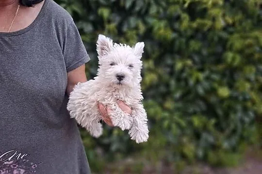 West highland white terrier  piesek  suczka, Warmińsko-mazurskie, Ełk