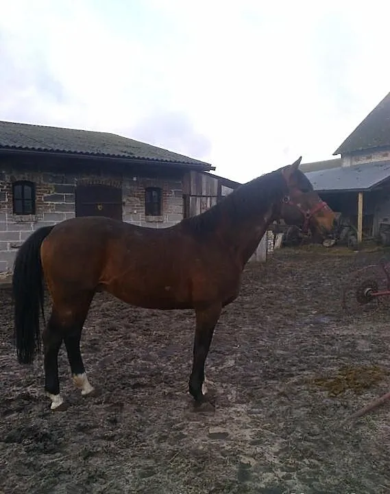 Stanowka ogiera Pilado