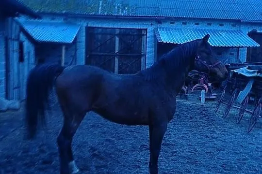 Stanowka ogiera Pilado