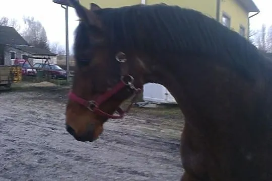 Stanowka ogiera Pilado