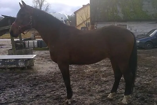 Stanowka ogiera Pilado