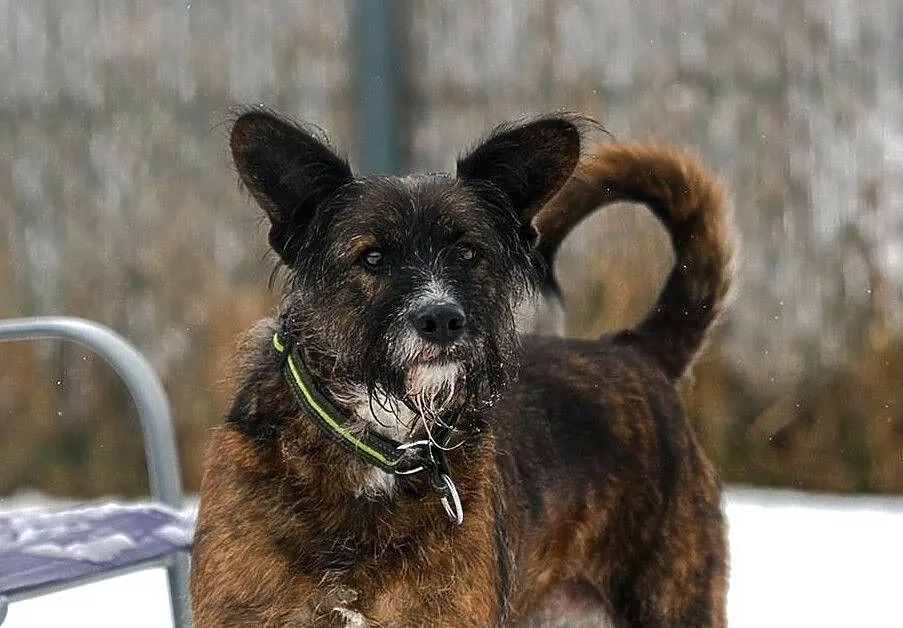 Mam 7 lat i mnóstwo miłości dla ludzi! - Londi do adopcji, Śląskie, Katowice