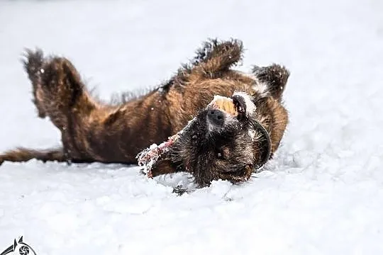 Mam 7 lat i mnóstwo miłości dla ludzi! - Londi do adopcji, Śląskie, Katowice