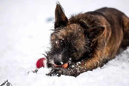 Mam 7 lat i mnóstwo miłości dla ludzi! - Londi do adopcji, Śląskie, Katowice