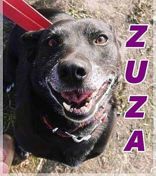 Zuza szuka domu. Pomożesz jej?, mazowieckie Warsz