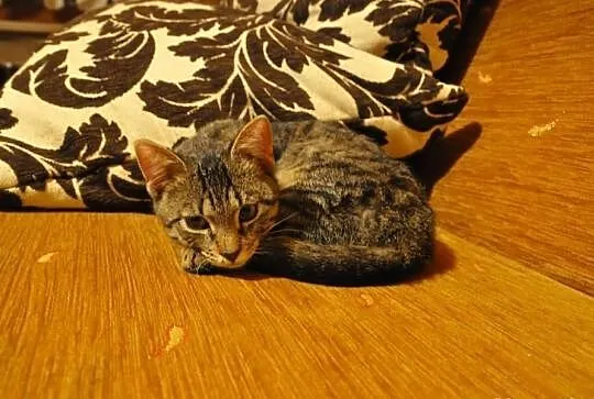Rysia kapitalna i przyjacielska do adopcji