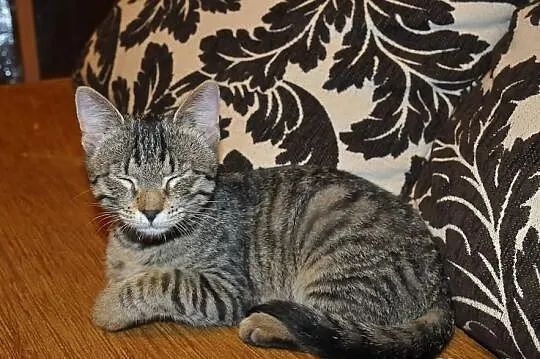 Rysia kapitalna i przyjacielska do adopcji