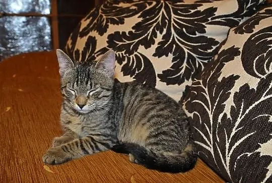 Rysia kapitalna i przyjacielska do adopcji
