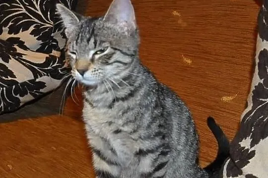 Rysia kapitalna i przyjacielska do adopcji
