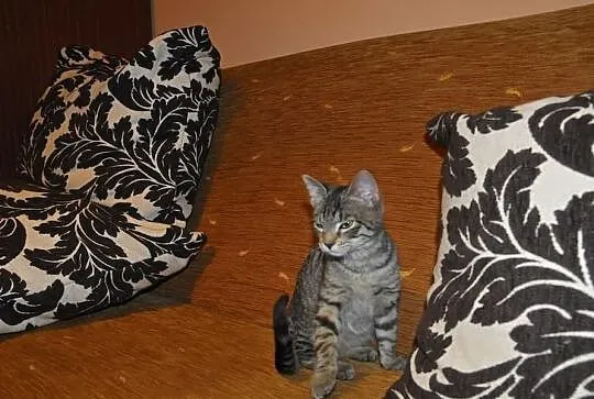 Rysia kapitalna i przyjacielska do adopcji