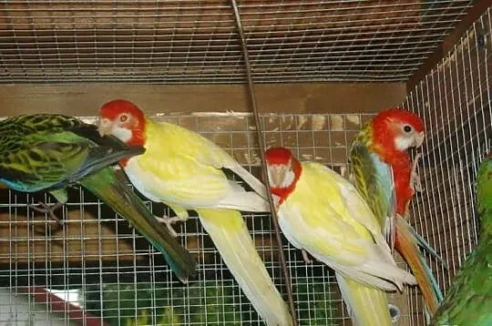 Rozelle białolice-lutino, runino,czerwone