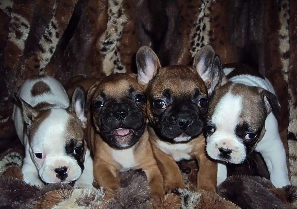 Buldogi francuskie- miot