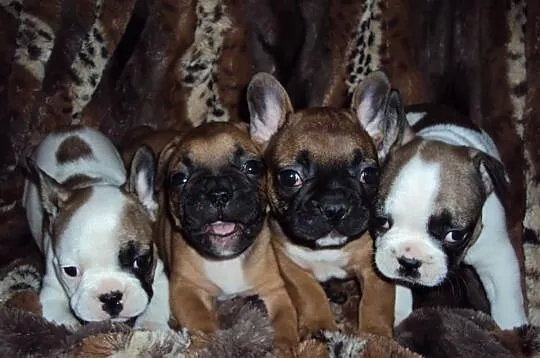 Buldogi francuskie- miot