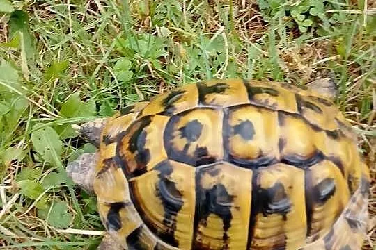 Żółw grecki lądowy dorosły samiec