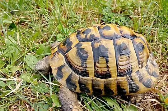 Żółw grecki lądowy dorosły samiec, Śląskie, Bielsko-Biała