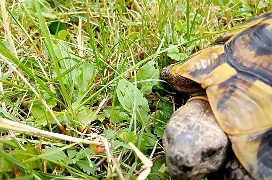 Żółw grecki lądowy dorosły samiec, Śląskie, Bielsko-Biała