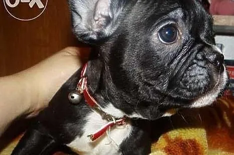 Piękne czarne rodowodowe szczeniaczki, buldog fran