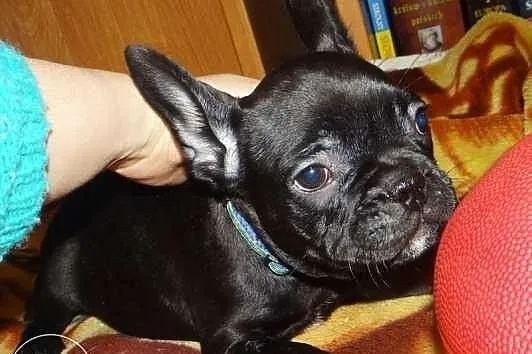 Piękne czarne rodowodowe szczeniaczki, buldog fran