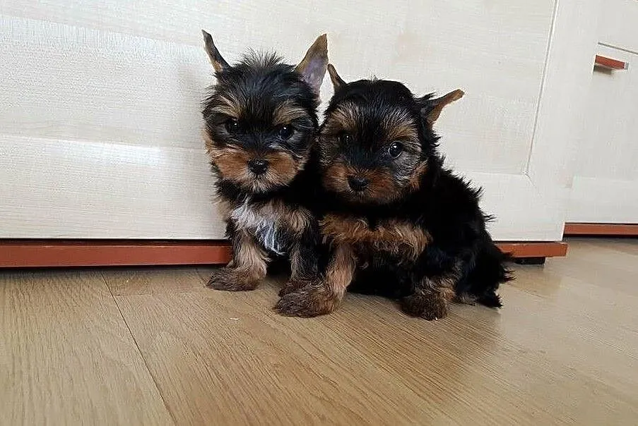 Yorkshire Terrier, Łódzkie, Łódź