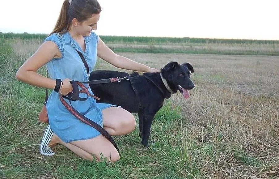 Baśka - sunia-wulkan energii szuka domu, Podkarpackie, Dębica