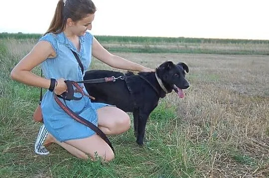 Baśka - sunia-wulkan energii szuka domu, Podkarpackie, Dębica