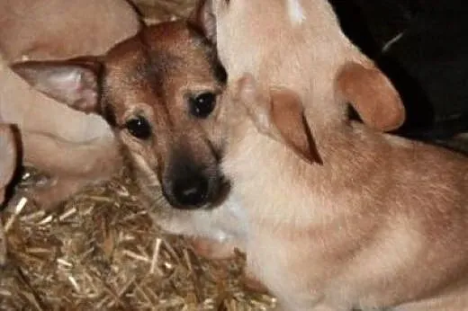 Czarna Cello nieśmiała sunia szuka kochającego dom
